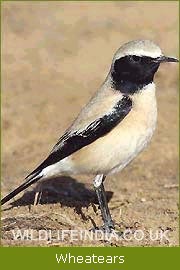 Wheatears, India Birding     