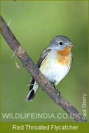 Red Throated Flycatcher, Western India Birding Tour, Indian Birding Tour Packages  