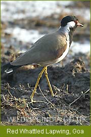 Red Whattled Lapwing - Goa, Birding Tours India, Bird Watching India 