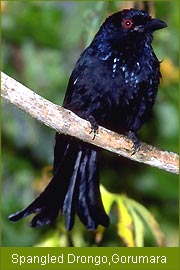 Spangled Drongo - Gorumara, North East India Birding, Bird Watching India   