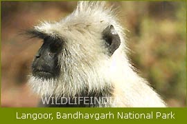Langur,Bandhavgarh National Park, Wildlife Tours India, Indian Wildlife Tours, Wildlife Travel Packages    