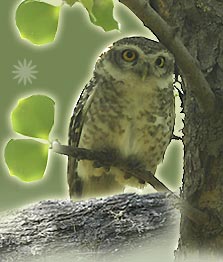 Owl, Bharatpur Bird Tour, Birding Tour India, Indian Birding Tour 