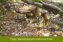 Wildlife Tours India, Indian Wildlife Tour, Tiger Tour India 