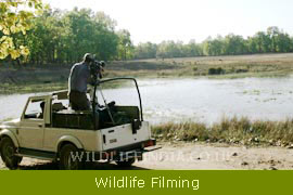 Wildlife Filming & Photographic Expeditions 