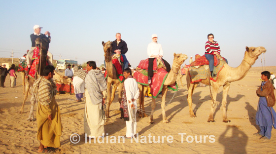 camel_safari_desert