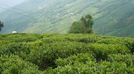 tea-garden-tour-of-india-tour