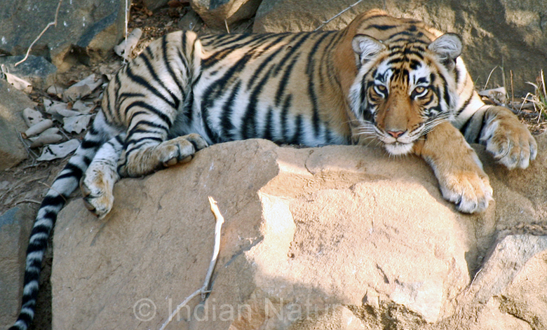 tiger-ranthambhore