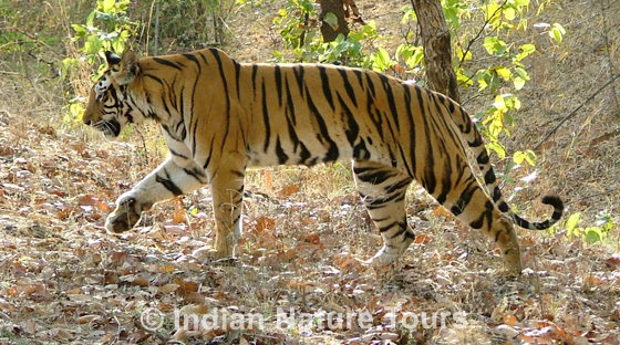 tigerss_bandhavgarh_l