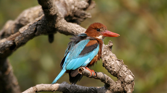 whitethroate-kingfisher-goa