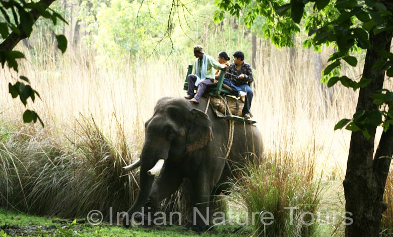 elephant  bandhavgarh
