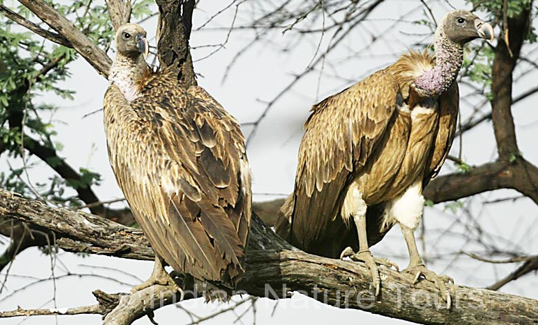 long-billed-vlture-bharatpur