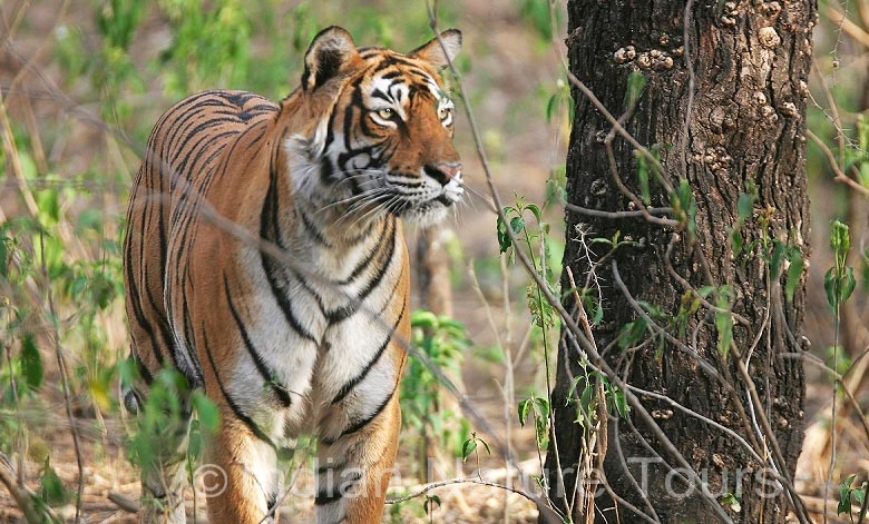 ranthambhore-tiger-big