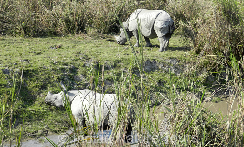 rhino-kaziranga-big