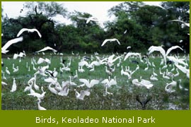 Bharatpur Bird Sanctuary