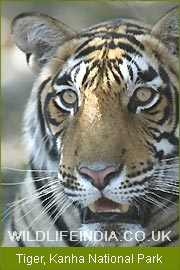 Tiger, Kanha National Park 