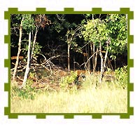 Tigeress on Prowl, Bandhavgarh National Park