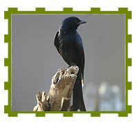 Black Drongo, Goa  