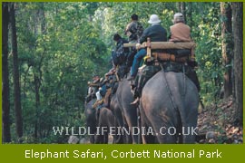 Elephant Safari, Corbett National park