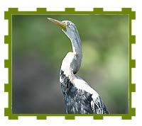 Darter, Keoladeo National Park