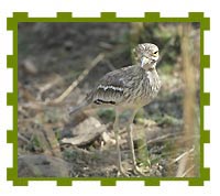 Eurasian Thicknee, Keoladeo National Park 