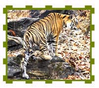 Female Cub, Bandhavgarh National Park