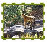 Male Cub Watching its Prey, Bandhavgarh National Park