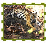 Male Cub, Bandhavgarh National Park