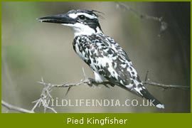 Pied Kingfisher