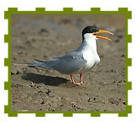 River Tern, Goa 