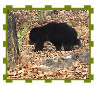 Sloth Bear Looking for Termite Hill, Bandhavgarh National Park 