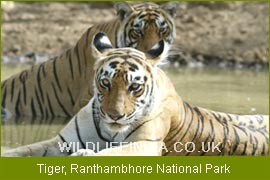 Tiger, Ranthambore National Park