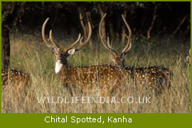 Chital, Kanha