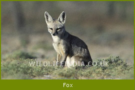 Indian Fox (Vulpes bengalensis)