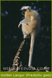 Golden Langur, Apes Family of India