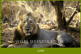 Lion (Panthera leo)