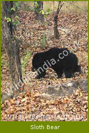 Sloth Bear, Wildlife Species of India