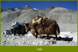 Indian Yak