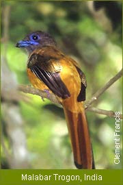 Malabar Trogon, India