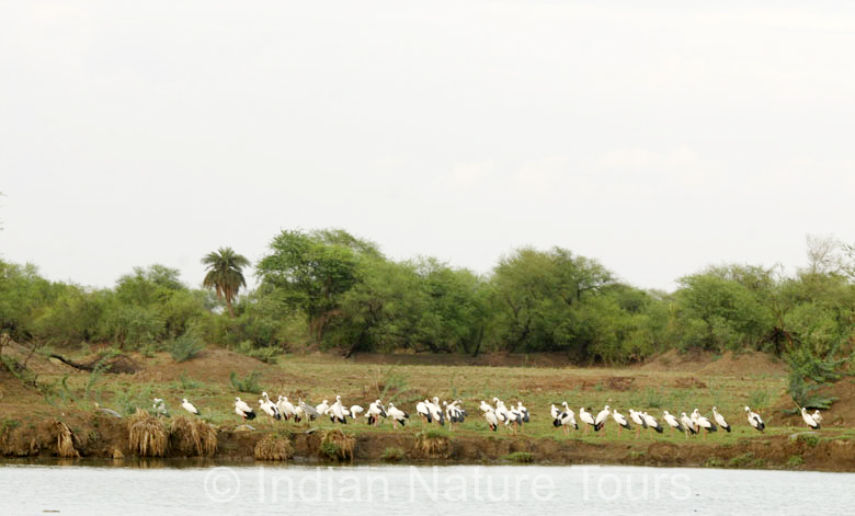 bharatpur_bird_sanctuary