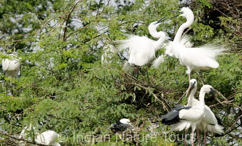 bird_bharatpur