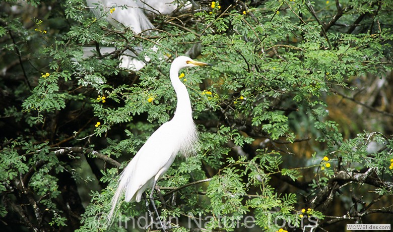 bird_bharatpur-1