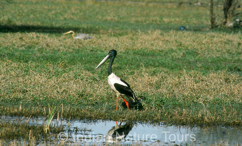 bird_bharatpur_2