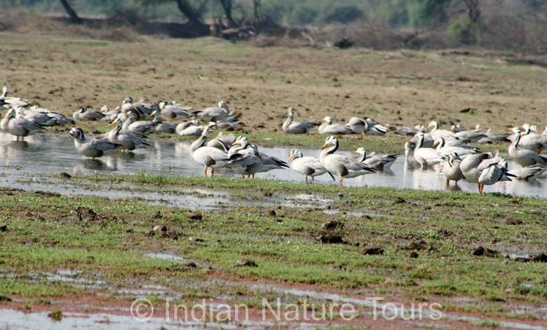 bird_sanctuary_bharatpur