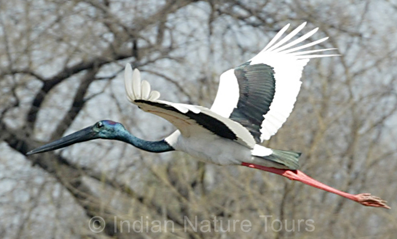 black_necked_stork