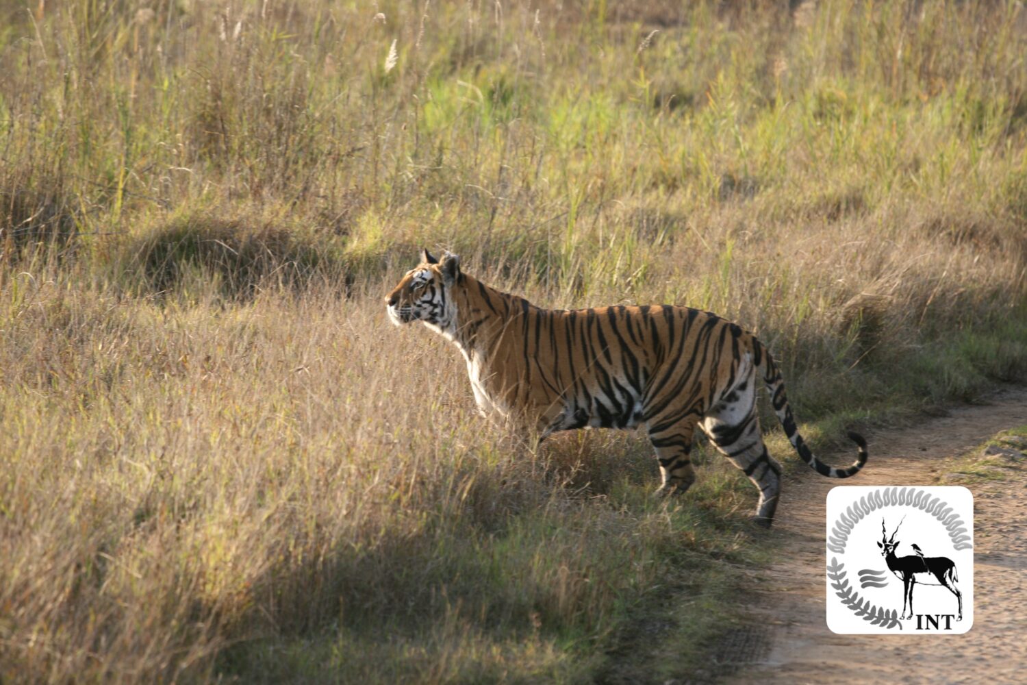 Tigers In India