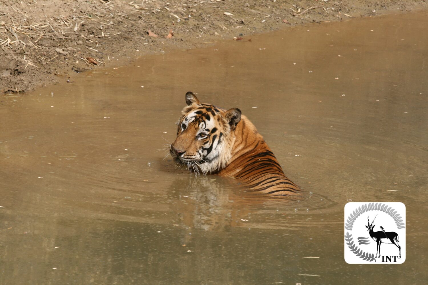 Tiger and Bird Tour