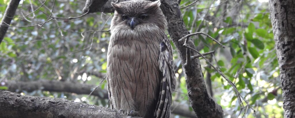 birding in corbett