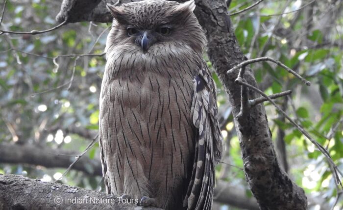 birding in corbett