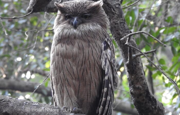 birding in corbett