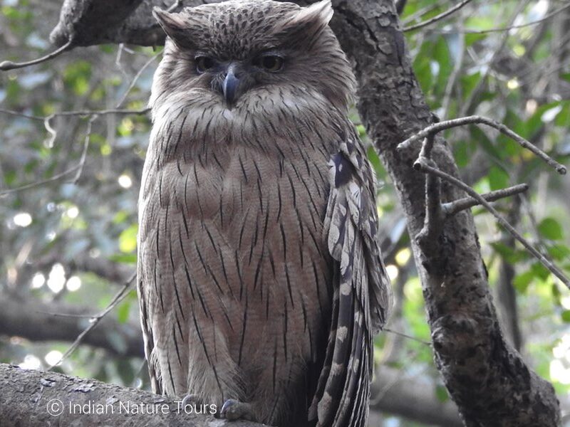 birding in corbett